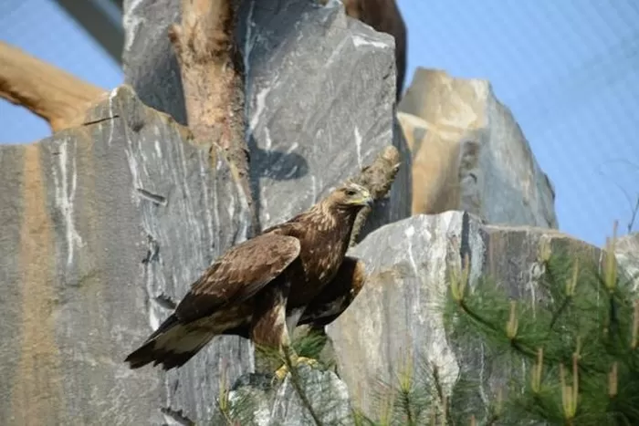 검독수리는 절벽에 나뭇가지를 이용해 둥지를 만든다. 암수는 일부일처를 평생 동안 유지하기도 한다. 국립생태원 제공