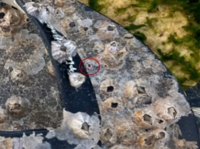 해양 쓰레기 틈에 몰래 끼어 한국으로 들어온 ‘외래종’... 국내 미기록 생물로 확인