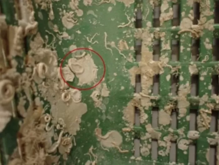 신안 증도에서 발견된 아스피델렉트라 비하마타