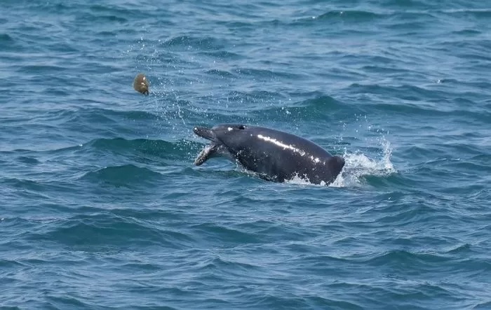 제주 해안에서 발견된 돌고래 '턱이' / 오승목 다큐제주 감독 제공