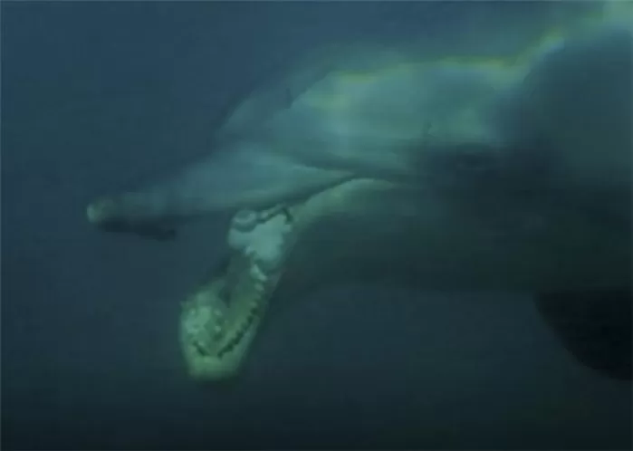 구강암 앓던 제주 남방큰돌고래 ‘턱이’ 폐사 미스터리 풀렸다