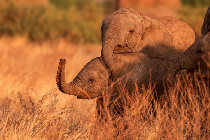 2-Baby-elephants-SQUARE-by-Andy-Rouse-SWNS.jpg