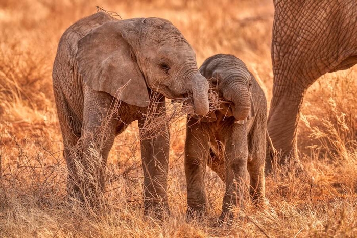 baby-elephants-in-Kenya-by-Andy-Rouse-SWNS.jpg