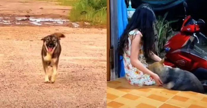 결혼해 떠난 주인 그리워 10km 달린 댕댕이... ‘신혼집’ 찾아왔다 (영상)