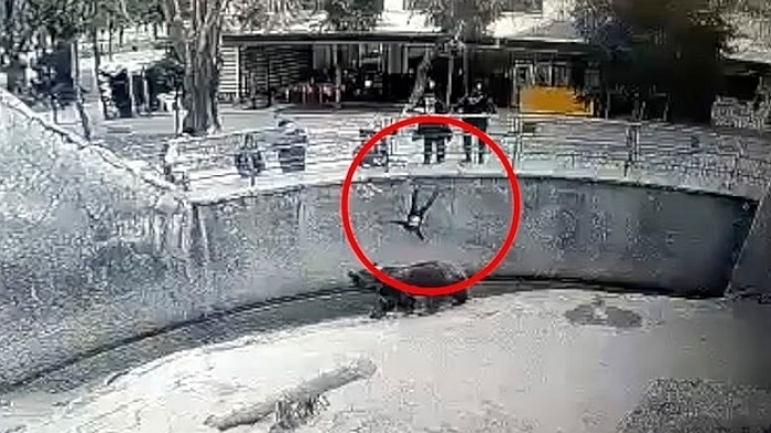 3살 딸 ‘불곰 우리’에 던졌던 엄마, 정신과 검사 후 풀어줬는데... 3년 뒤 결국 흉기로 딸 살해