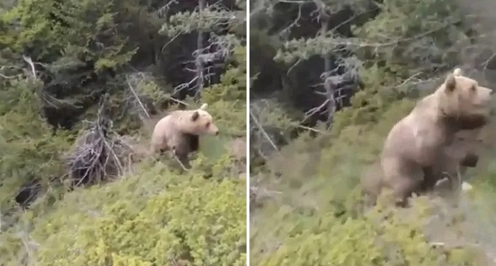 야생 곰에 밀려 절벽서 추락한 등산객... 마지막 순간 카메라에 담겨