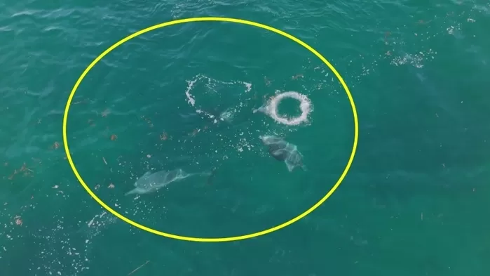 제주 종달리 앞바다서 남방큰돌고래의 ‘협동 사냥’ 포착... 폐어구 걸린 ‘행운이’도 함께 발견