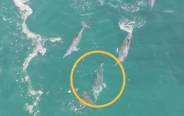 폐어구에 걸린 제주남방큰돌고래 행운이(노란 원안)가 버블넷을 하는 무리들 인근에서 유영하고 있다. 다큐제주·제주대학교 고래·해양생물보전연구센터 제공