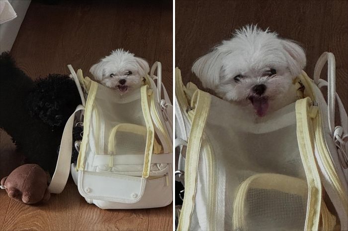 남보라, 반려견 ‘머털이’ 건강 문제 걱정... “매일 정보 찾아요”