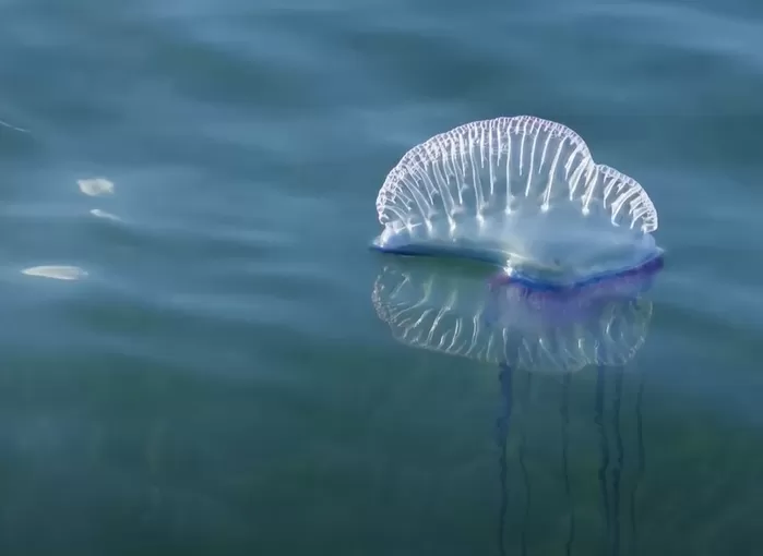“만두처럼 생긴 ‘이것’, 풍선인 줄 알고 만지면 큰일납니다”... 푸켓 관광객 비상