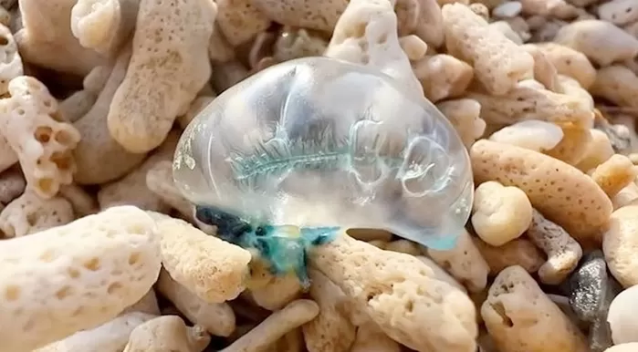 해변에서 발견된 독성 위험 생물인 고깔해파리(작은부레관해파리) 모습. 기사 이해를 돕기 위한 자료 사진 / 유튜브 TV생물도감