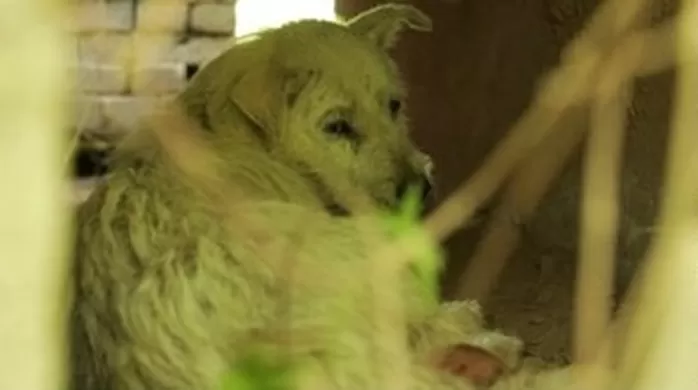 ‘세나개’ 행방불명 탈장견 ‘흰둥이’... 긴급 구조 현장에서 발견한 기적