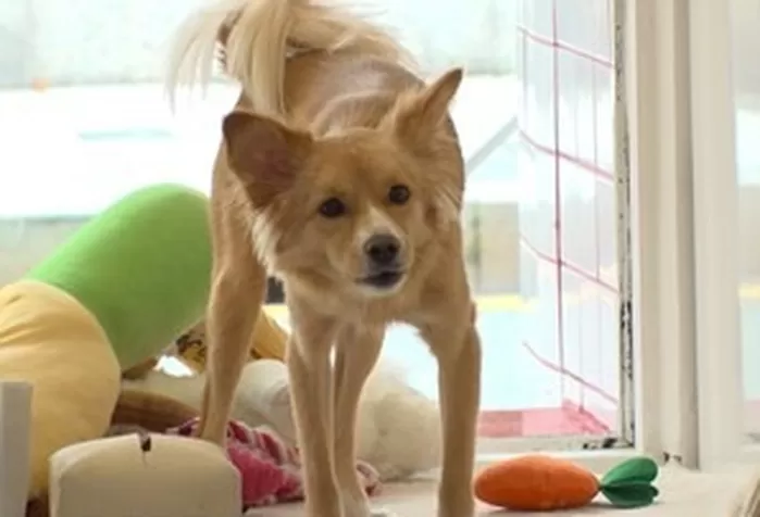 부산 미용실서 손님 맞이부터 청소 감독까지 하는 ‘댕댕이 인턴’