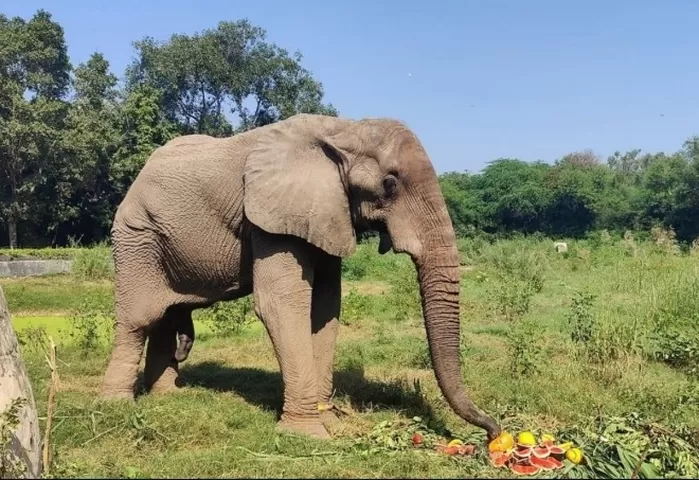인도서 13년째 ‘독방 생활’ 하던 코끼리 폐사... “평균수명 절반도 못 살고 떠나”
