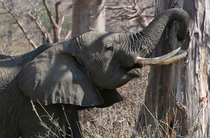 신종 코로나바이러스,코로나19 관광 중단,국경 봉쇄,관광 제한,멸종 동물