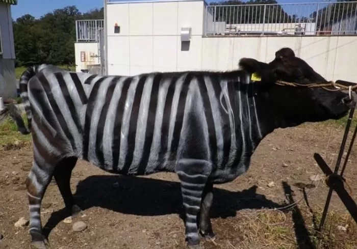 소에 ‘얼룩말 무늬’ 그렸더니 ‘파리’ 덜 꼬여... 日 연구진들의 흥미로운 연구 결과