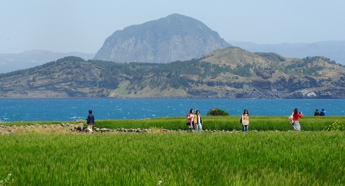 origin_청보리와산방산.jpg