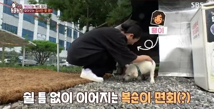 동물농장 시청률 캐리한 복순이... 동탄서 모르는 사람 없는 ‘슈퍼스타’ 됐다