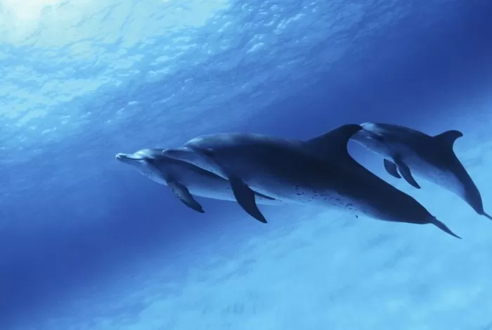 돌고래 체내서 ‘좀비 마약’ 펜타닐 성분 검출... 해양 생태계 적신호