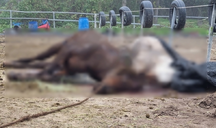 origin_말8마리굶겨죽였는데징역1년…말복지범대위솜방망이판결 (1).jpg