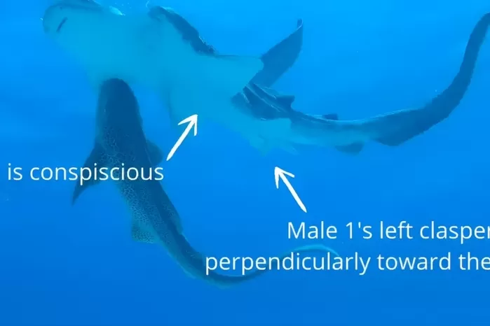 ‘멸종위기’ 야생 표범상어 3마리 집단 짝짓기 장면 최초 포착