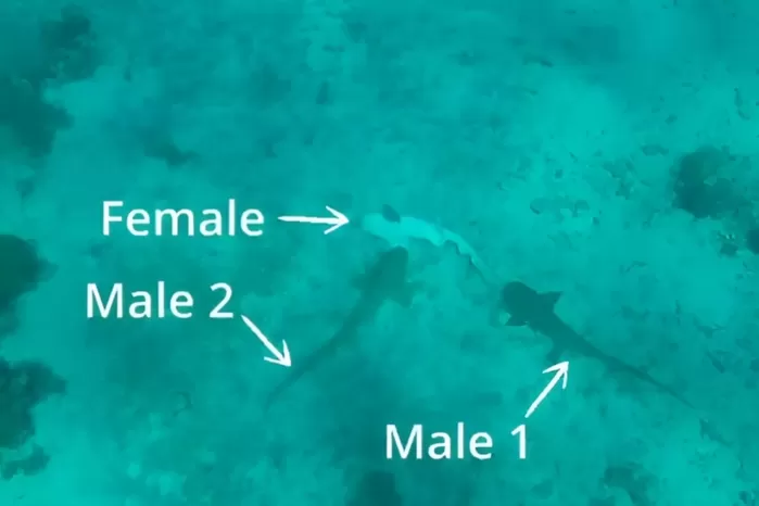 사진=Journal of Ethology