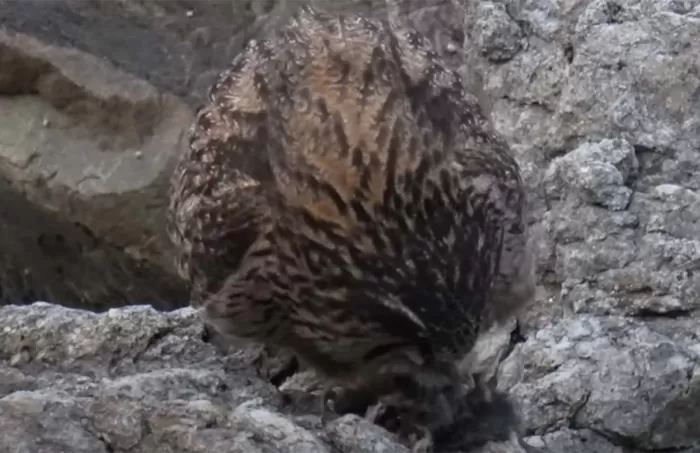 ‘몸길이 75cm’ 천연기념물 수리부엉이, 도심서 길고양이 사냥 포착