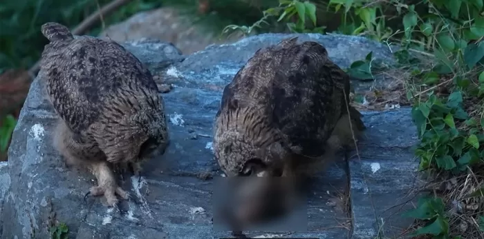 수리부엉이 / 새덕후 유튜브 채널