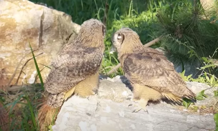 수리부엉이 / 새덕후 유튜브 채널