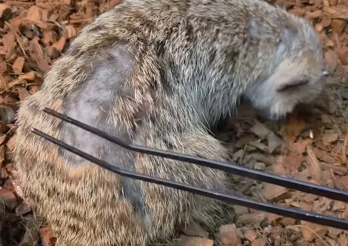 꼬리 부상당한 채 사람에게 도움 청한 미어캣... 어디서 왔을까?