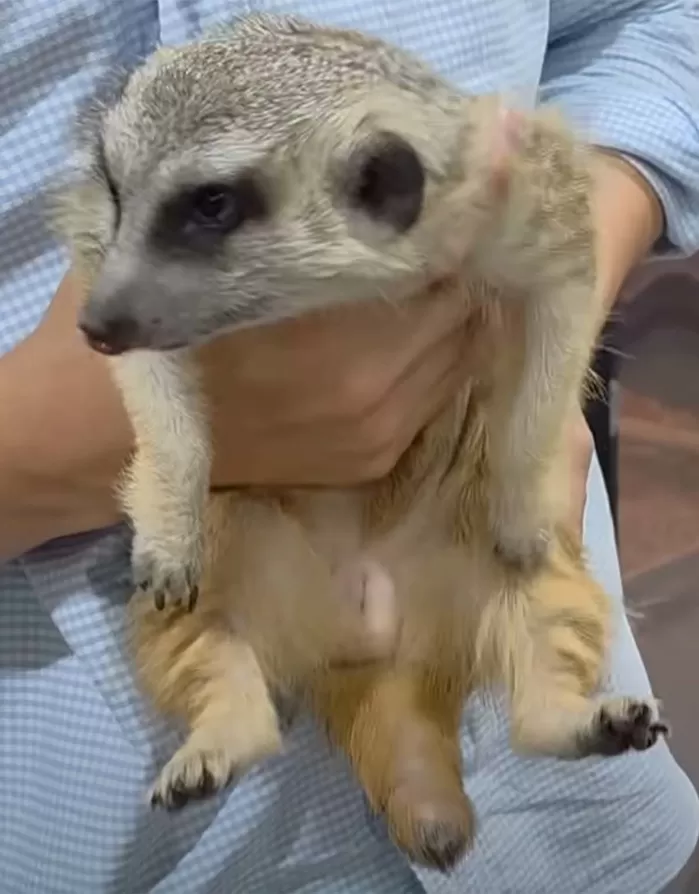 경기 고양시의 한 공장 근처에서 발견된 미어캣. / 다흑 유튜브 채널