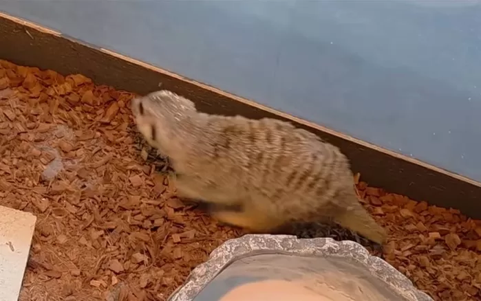 경기 고양시의 한 공장 근처에서 발견된 미어캣. / 다흑 유튜브 채널