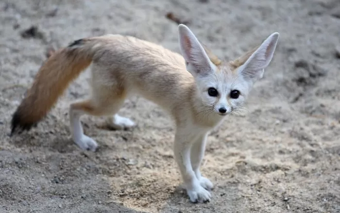 서울대공원서 홀로 지내던 사막여우, 해외에서 온 새 친구들 맞이한다