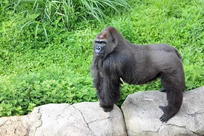 오늘(24일)은 ‘세계 고릴라의 날’... “덩치는 커도 수줍음 많은 고릴라를 지켜주세요”