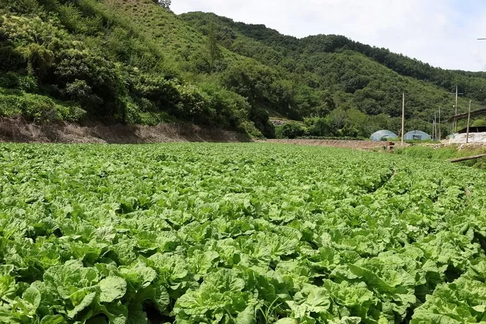 [CJ제일제당 사진자료] 충북 괴산군에 위치한 CJ제일제당 '그린로즈' 시범 재배지 전경.jpg