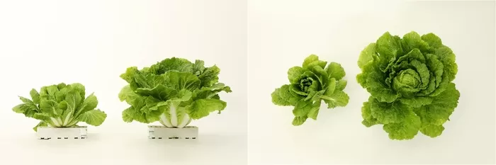 [CJ제일제당 사진자료] 일반 품종 및 CJ제일제당 개발 품종 비교 이미지(각 이미지 왼쪽부터 일반품종, CJ제일제당 '그린로즈').jpg