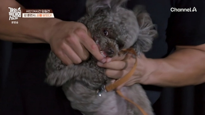 강형욱도 ‘개물림 사고’ 당해 피 철철... 견주 “안락사도 시켜야 하나 했지만” (영상)