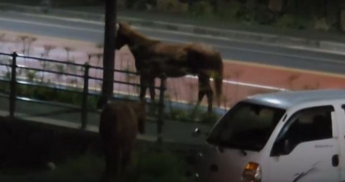 “밤바람 쐬러 나왔니?”... 우리 탈출해 산책 즐긴 제주 말 두 마리
