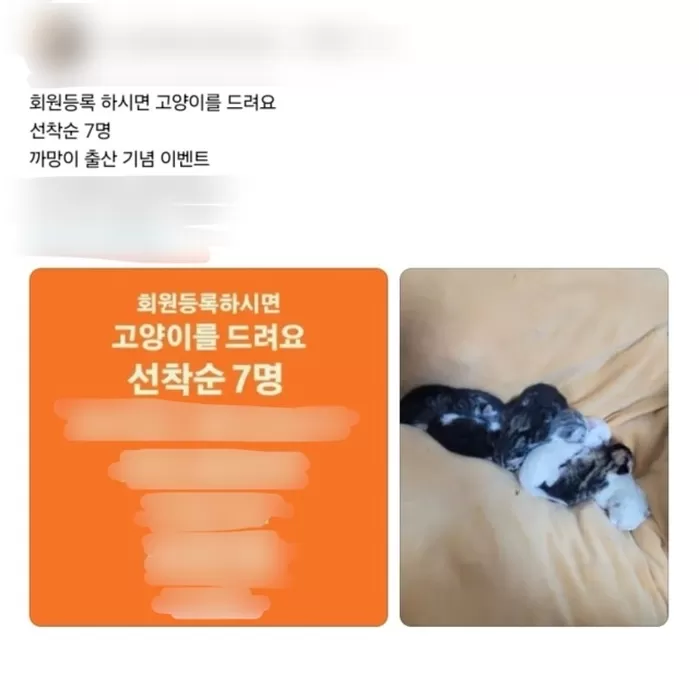 “회원 등록하면 고양이 드립니다”... 대구의 한 필라테스 업체, 불법 분양 의혹