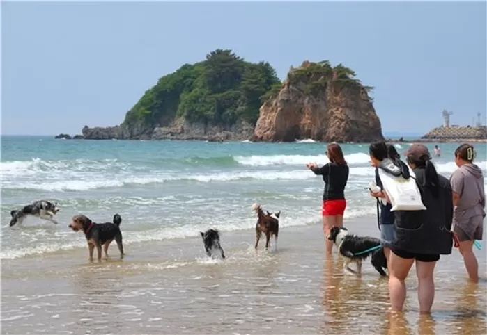 “댕댕이와 함께 ‘태안’으로 가을 여행 오세요”... 특별 할인·이벤트 실시