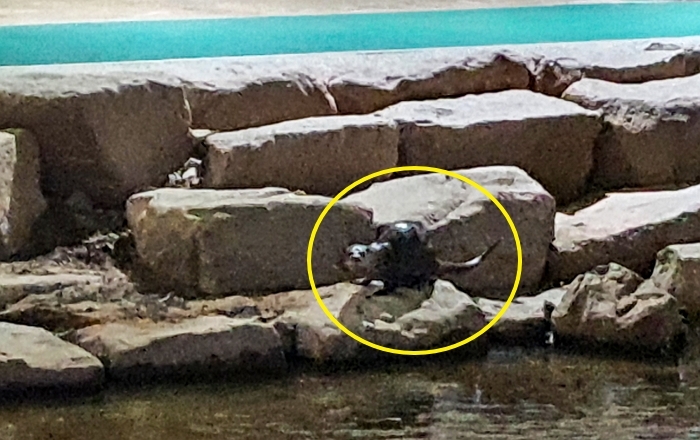 서울 중랑천에 ‘멸종위기 1급’ 수달 3마리 발견... 도심 속 야생동물의 귀환