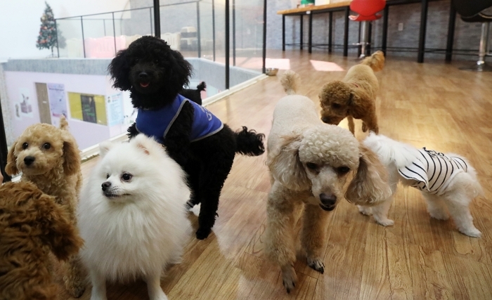 “추석 연휴 동안 길거리 배회하는 강아지·고양이 만나면 ‘여기로’ 신고해주세요”