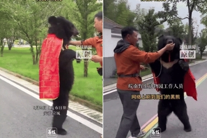 두 발로 걷고 옷까지 입은 중국 동물원 ‘흑곰’ 화제... “사람이 곰 탈 쓴 줄”
