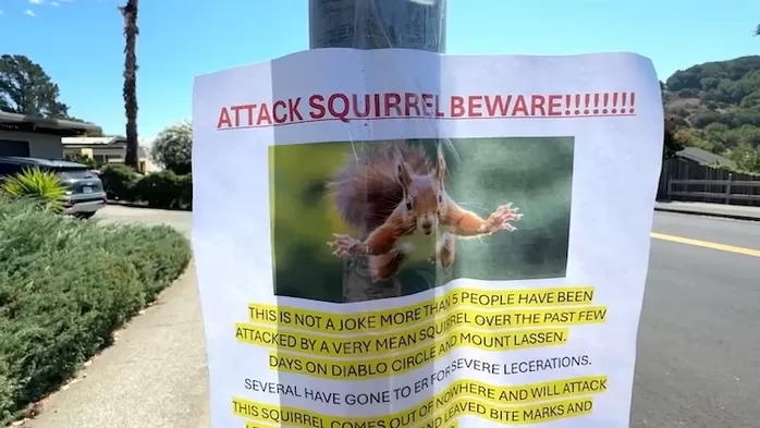 인간에 길들여진 ‘다람쥐’ 먹이 안주면 돌변... 주민 공격 사례 잇따라