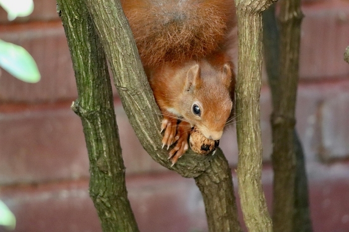 squirrel-9105247_1280.jpg