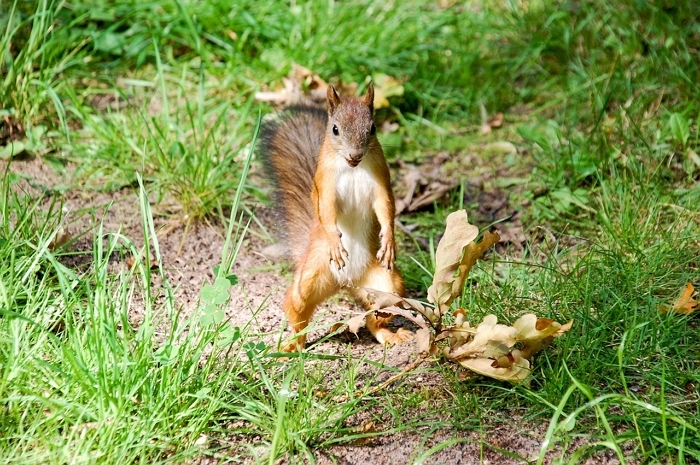 squirrel-1168140_1280.jpg