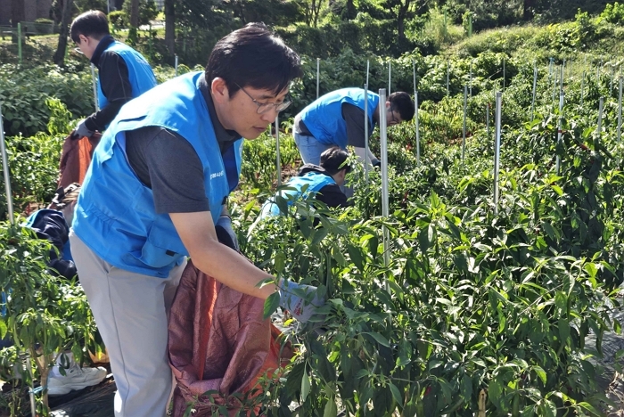[쿠팡 이미지3] 홍용준 쿠팡로지스틱스서비스 대표이사를 비롯한 CLS 임직원들이 김장 준비를 위한 작물 수확 작업을 하고 있다..jpg