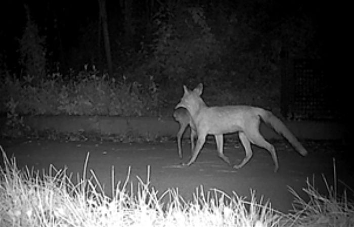 “생태계 회복의 징표”... 소백산 ‘멸종위기’ 여우, 새끼 고라니 사냥 장면 포착됐다