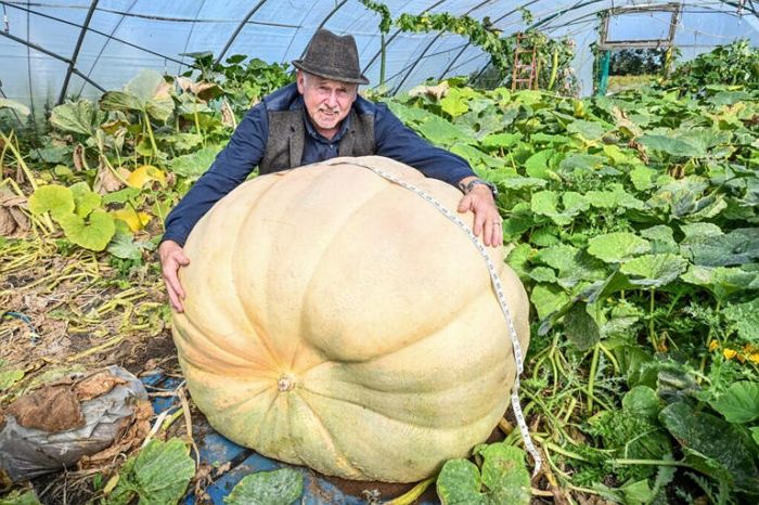 ‘400kg 호박, 1.4m 수세미’ 초대형 채소로 기네스북에 오른 원예사... “합성 아닌가요?”