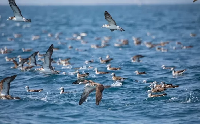 울산 앞바다, 멸종위기종 포함 알래스카 조류 3만여 마리 대규모 관찰